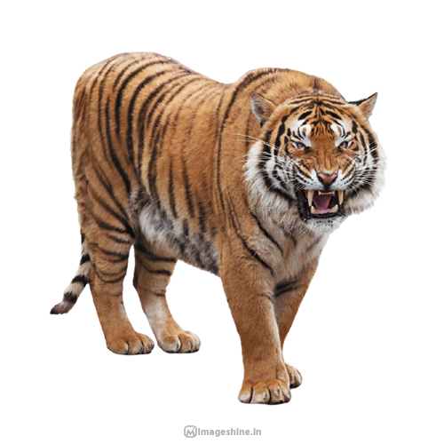 Animal Png Images With Transparent Background Hd Free Download