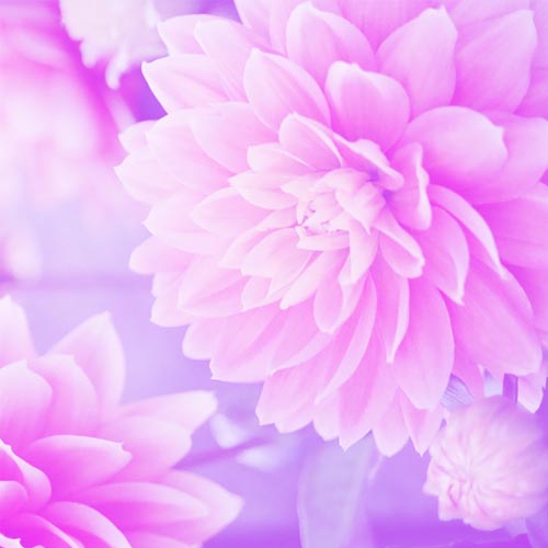 HD Purple Wallpaper Images Free Dwonload